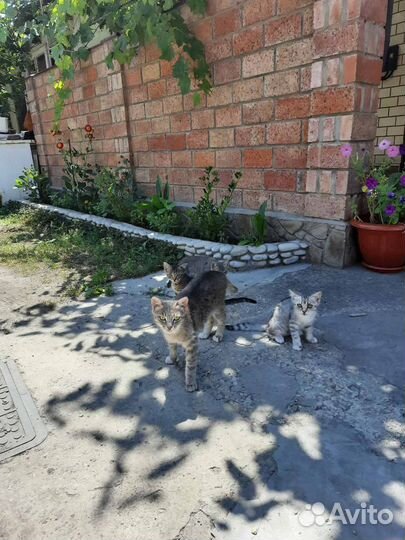 Котята в добрые руки