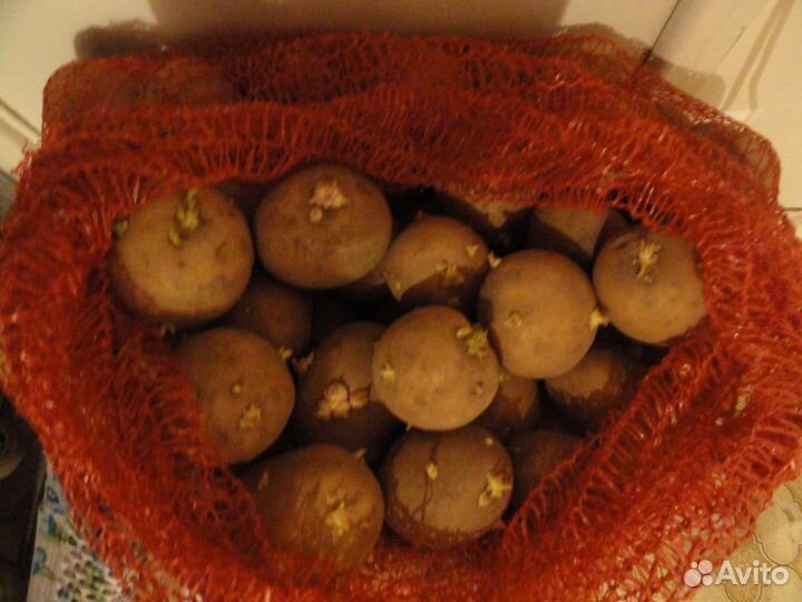 Продам картофель семенной