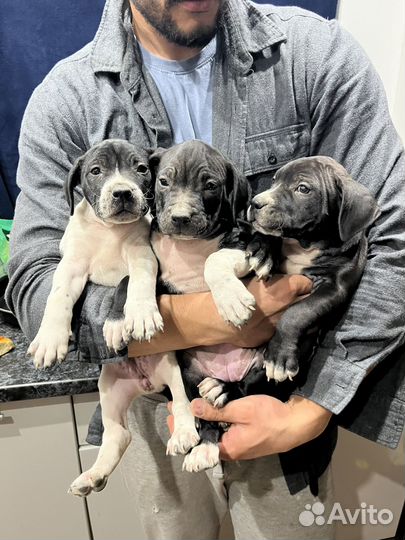 Щенки Питбуля