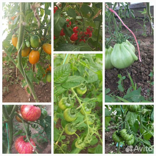 Рассада томата