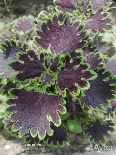 Колеусы сортовые 1