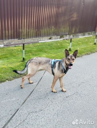 Девочка метис овчарки ищет дом и семью
