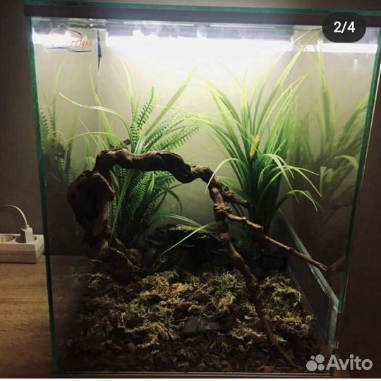 Террариум для эублефаровых