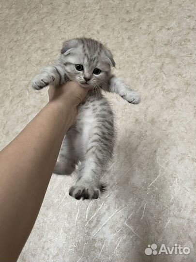 Шотландская вислоухая