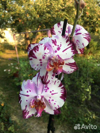 Орхидея фаленопсис