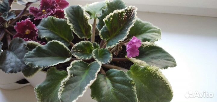 Фиалка, 2 шт. в одном кашпо