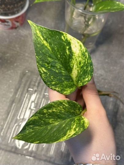 Эпипремнум золотистый черенки