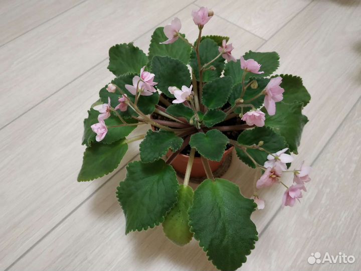 Фиалка в горшках