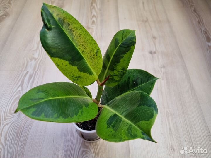 Сингониум, фикус