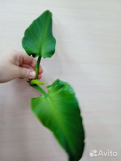 Филодендрон рогозум