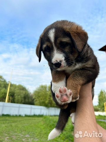 Собака объявление продам