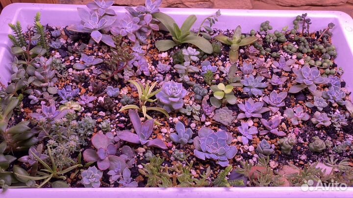 Суккуленты