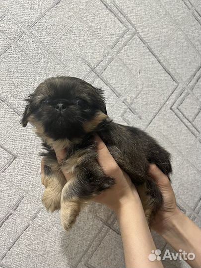 Щенки пекинеса