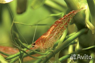 Креветки вишня