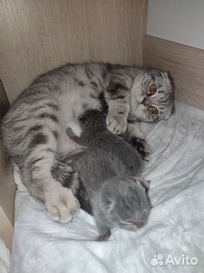 Шотландский вислоухий кот