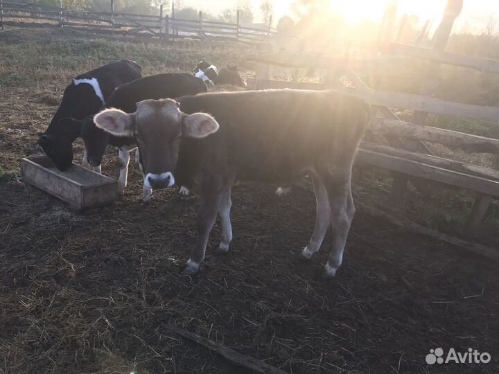 Бычки джерси