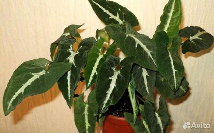 Сортовые сингониумы