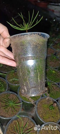 Саженцы кедра корейского