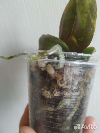 Орхидея мультифлора