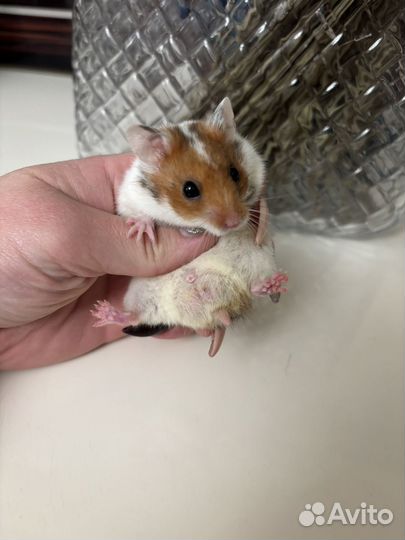 Сирийский хомяк - милые малыши