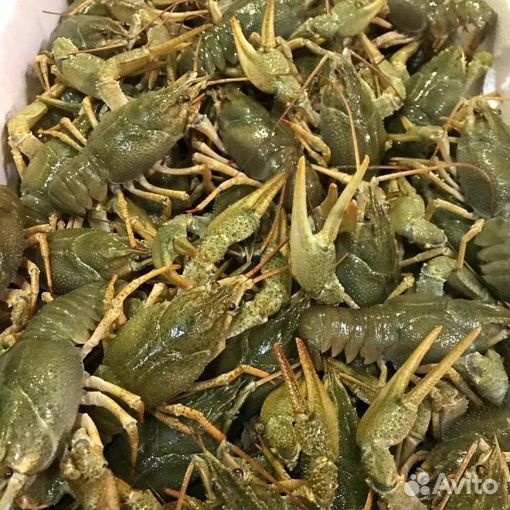 Живые раки
