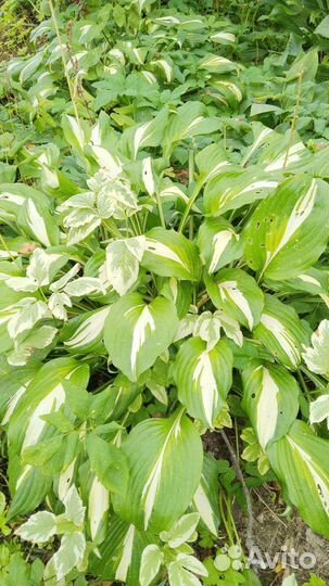 Хоста растение