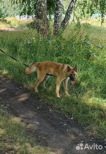 Щенок-подросток