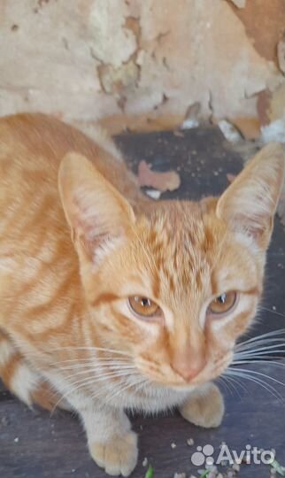 Котик рыжий