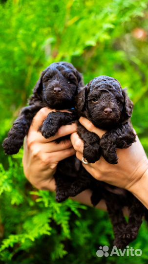 Щенки той -пуделя