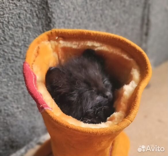 Черный котенок 1 мес