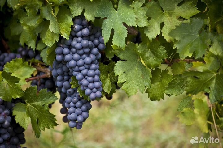 Виноград
