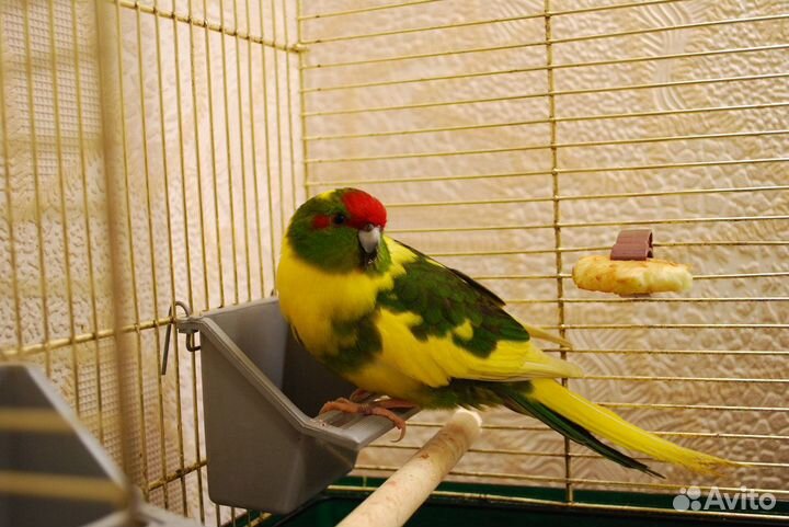 Попугайчик Какарик