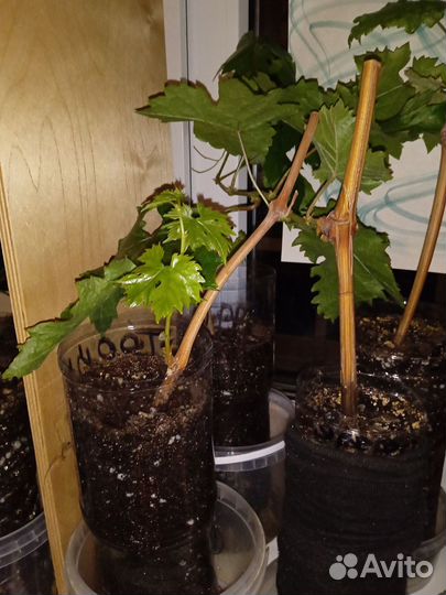 Виноград Эверест саженцы