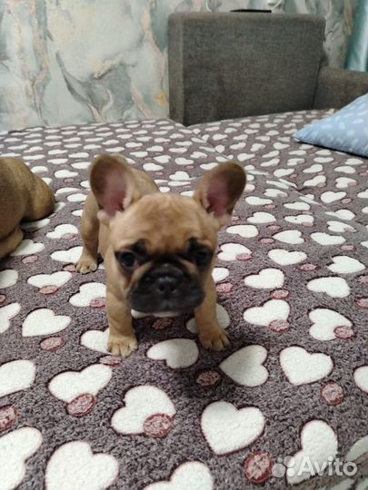 Французский бульдог щенки мини