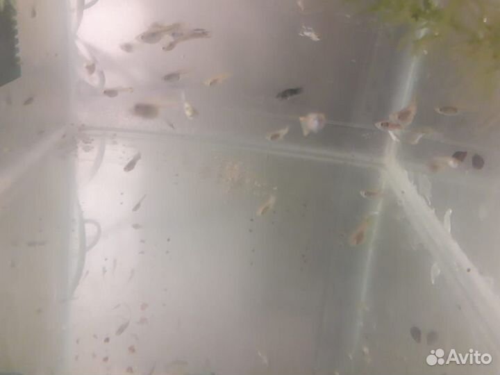 Набор для начинающего аквариумиста