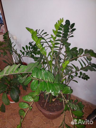 Зимиокулькас