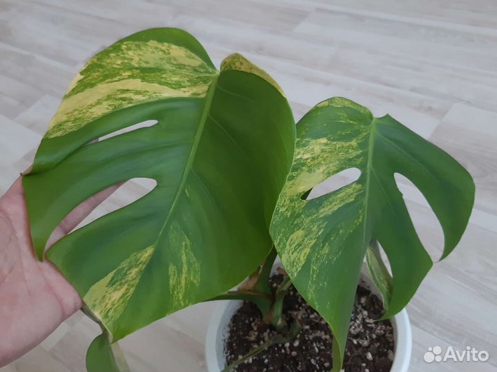 Цветы комнатные