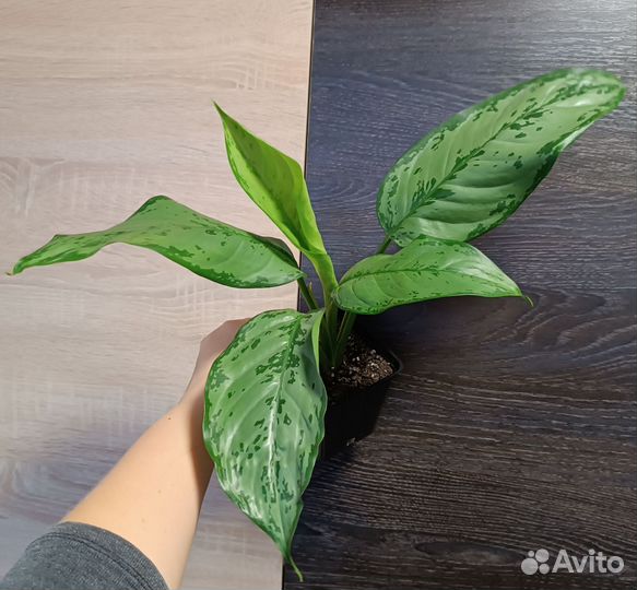 Комнатные растения