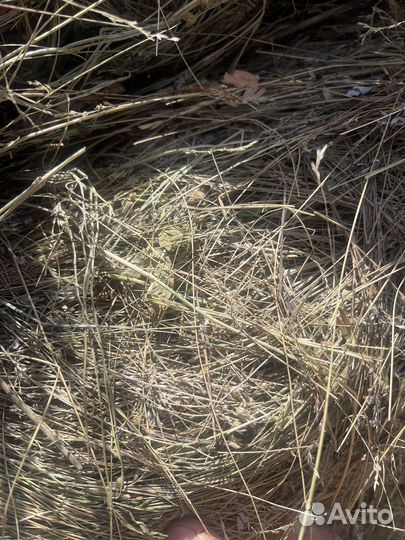 Сено в тюках рулон 300кг