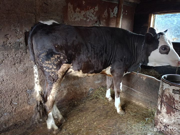 Телки стельные