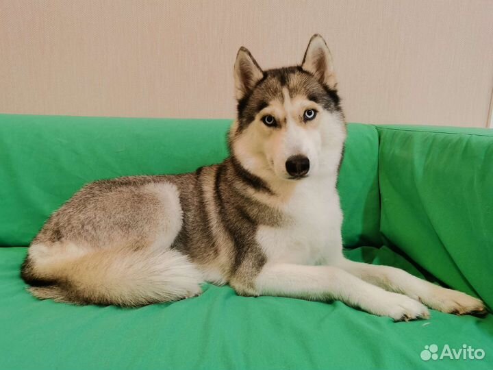 Стрижка и уход за животными