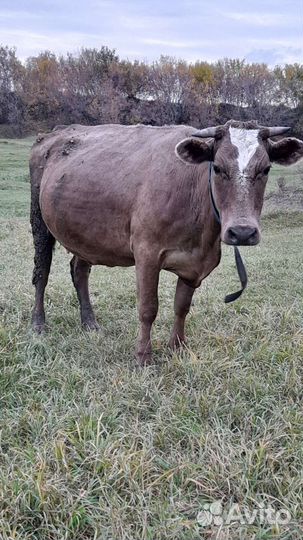 Корова Тёлка