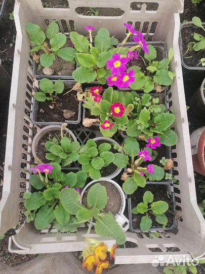 Примула 3 вида в наличии