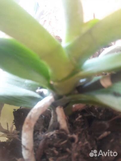 Фаленопсис