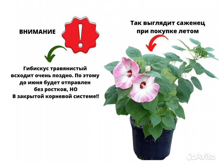 Гибискус саженцы (травянистый)