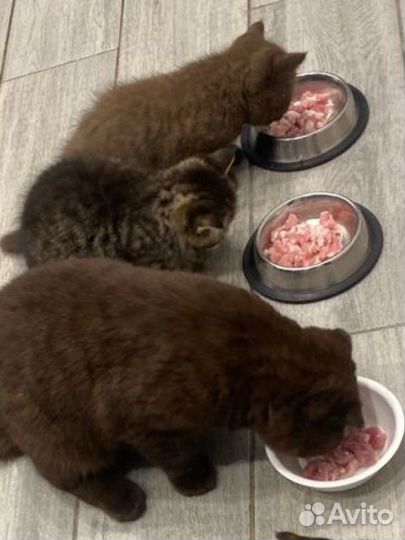 Шотландские котята
