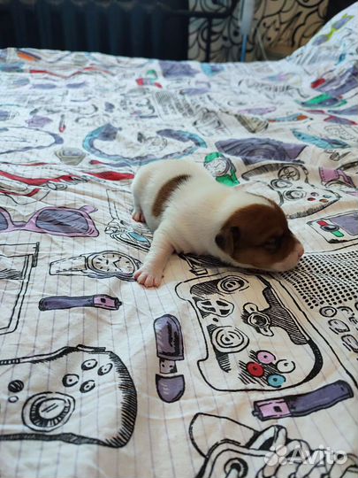 Щенки джек Рассел терьер