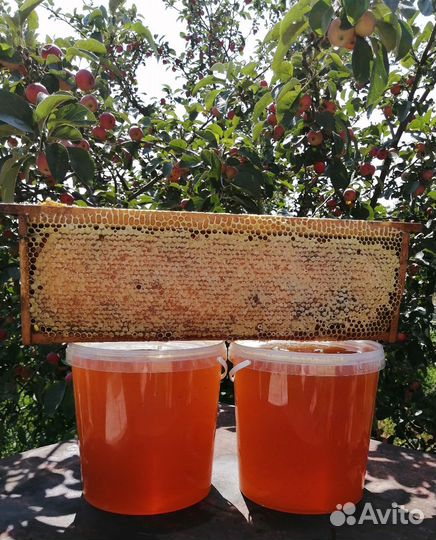 Мед; соты; прополис