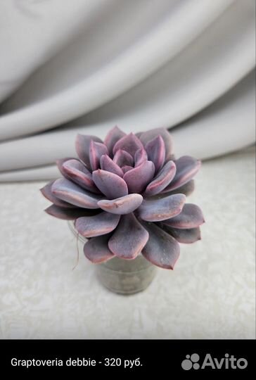 Суккуленты