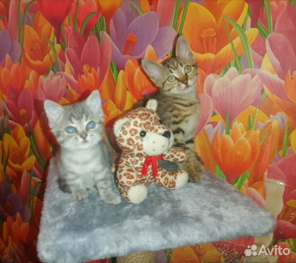 Котята